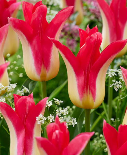 Tulip Love Story Variety ( Lily-shaped tulip ) 3 bulbs
