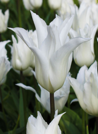 Tulip White Wings Variety ( Lily-shaped tulip ) 3 bulbs