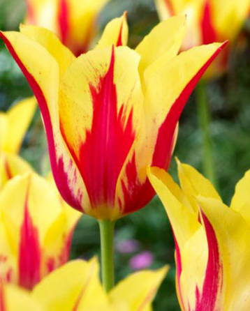 Tulip Mona Lisa Variety ( Lily-shaped tulip ) 3 bulbs