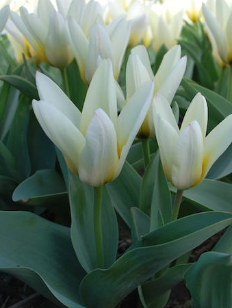 Tulip Concerto Variety ( Low tulip ) 3 bulbs