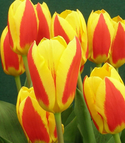 Tulip Stresa Variety ( Low tulip ) 3 bulbs