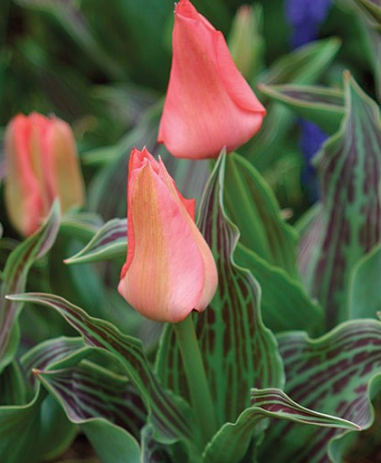 Tulip ORATORIO Variety ( Low tulip ) 3 bulbs