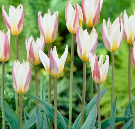 Tulip Ice Stick Variety ( Low tulip ) 3 bulbs
