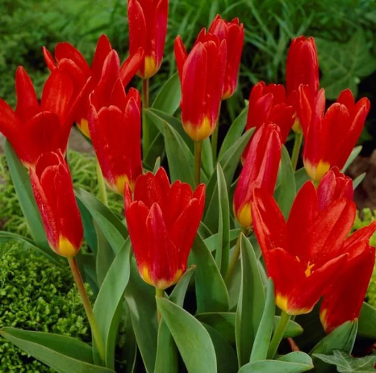 Tulip Scarlet Baby Variety ( Low tulip ) 3 bulbs