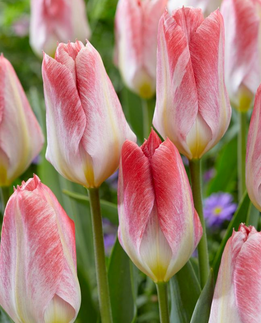 Tulip Flamming Emperor Variety ( Low tulip ) 3 bulbs