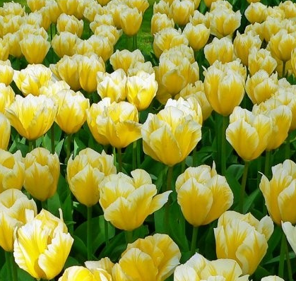 Tulip Sweet Heart Variety ( Low tulip ) 3 bulbs