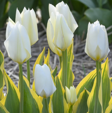 Tulip White Purissima Variety ( Foster's tulip ) 3 bulbs