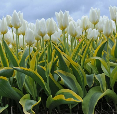 Tulip White Purissima Variety ( Foster's tulip ) 3 bulbs