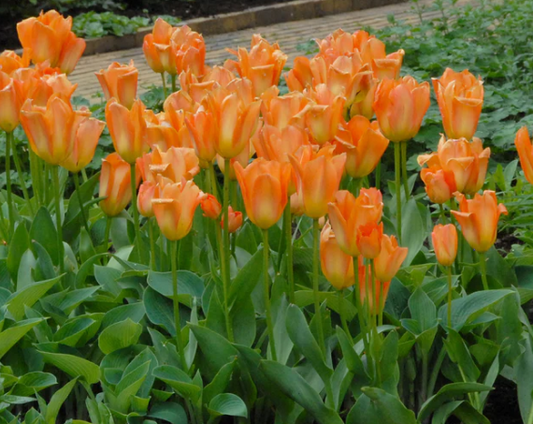 Tulip Orange Emperor Variety ( Foster's tulip ) 3 bulbs