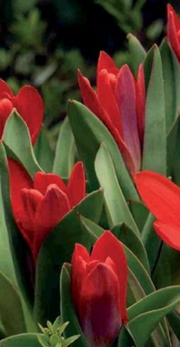 Tulip Fostera Princeps Variety ( Foster's tulip ) 3 bulbs
