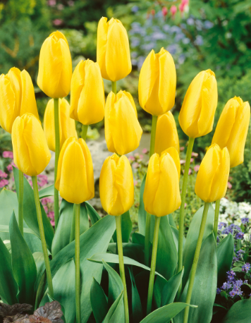 Tulip Candela Variety ( Foster's tulip ) 3 bulbs