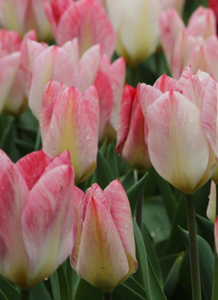 Tulip Flaming Purissima Variety ( Foster's tulip ) 3 bulbs