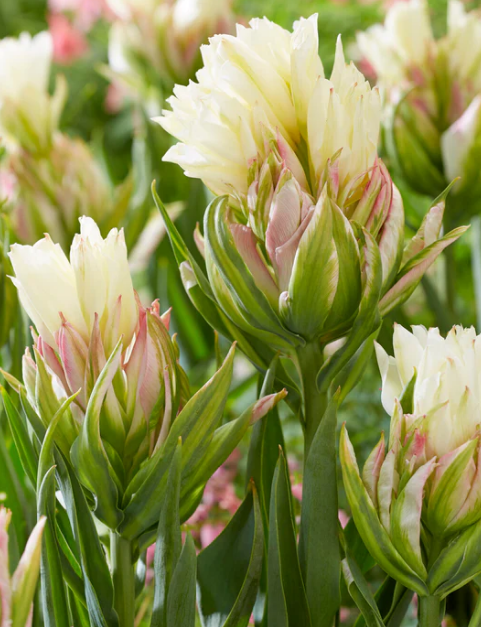 Tulip Mystery Valley Variety ( Foster's tulip ) 3 bulbs