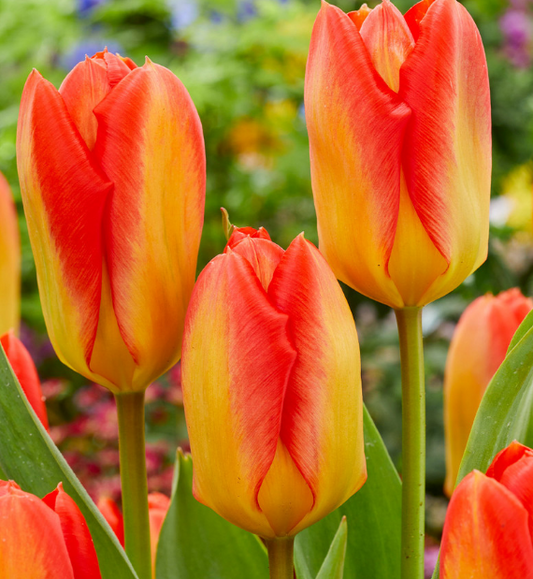 Tulip Candela Festival Variety ( Foster's tulip ) 3 bulbs