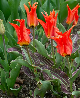 Tulip Rigas Barikades Variety ( Foster's tulip ) 3 bulbs
