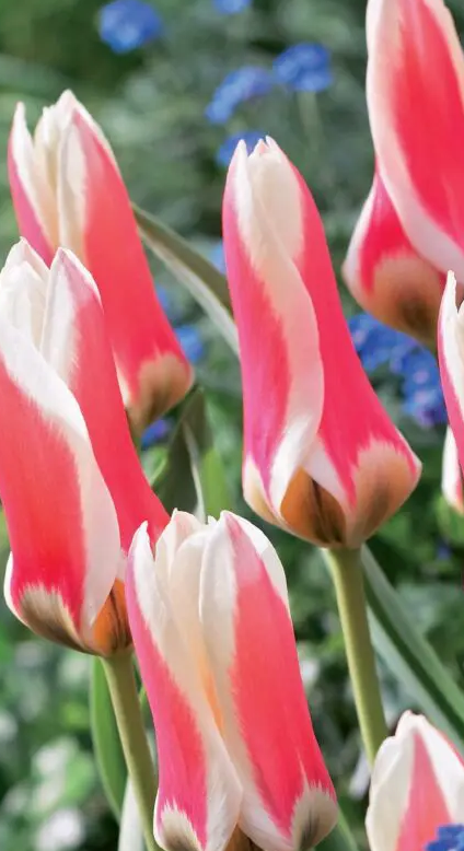 Tulip Fostera Zombie Variety ( Foster's tulip ) 3 bulbs