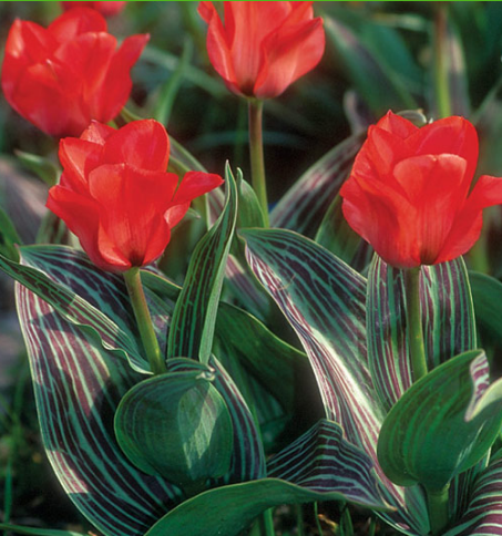 Tulip Red Riding Hood Variety ( Tulip greigii ) 3 bulbs
