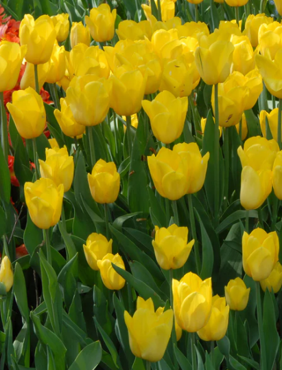 Tulip Gold West Variety ( Tulip greigii ) 3 bulbs