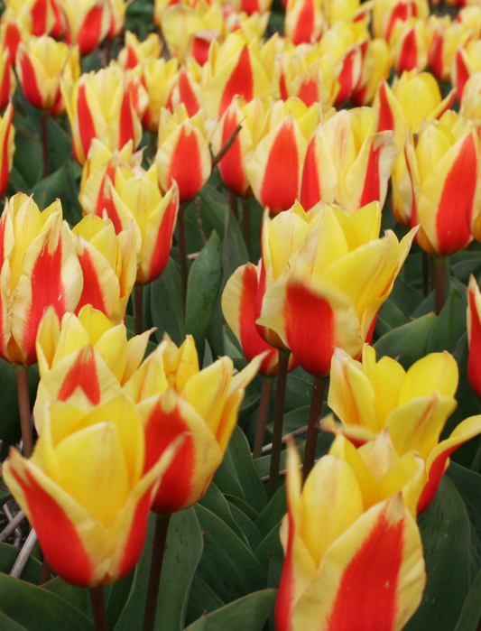 Tulip First Love Variety ( Tulip greigii ) 3 bulbs
