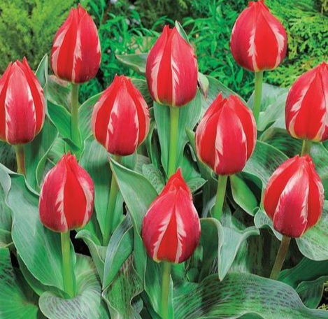 Tulip Friendly Fire Variety ( Tulip greigii ) 3 bulbs