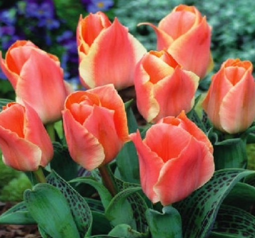 Tulip Corsage Variety ( Tulip greigii ) 3 bulbs