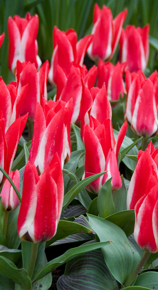Tulip Pinocchio Variety ( Tulip greigii ) 3 bulbs