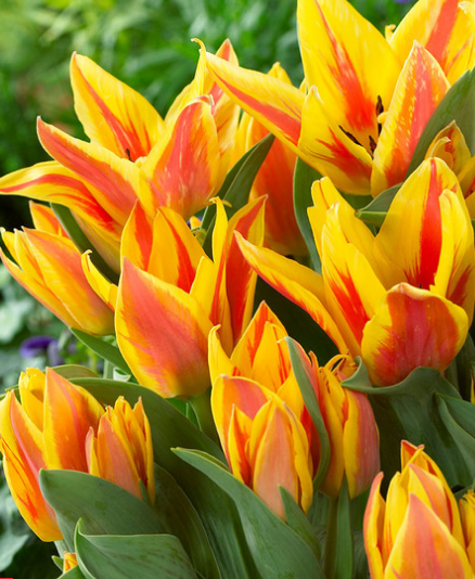 Tulip Winnipeg Variety ( Tulip greigii ) 3 bulbs