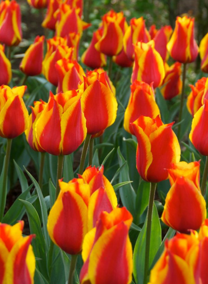 Tulip Cape Cod Variety ( Tulip greigii ) 3 bulbs
