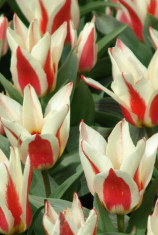 Tulip Johann Straus Variety ( Kaufmann tulip ) 3 bulbs