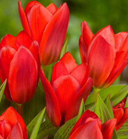 Tulip Showinner Variety ( Kaufmann tulip ) 3 bulbs