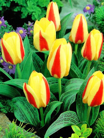 Tulip Gluck Variety ( Kaufmann tulip ) 3 bulbs