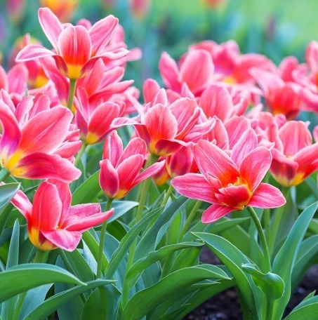 Tulip Fashion Variety ( Kaufmann tulip ) 3 bulbs