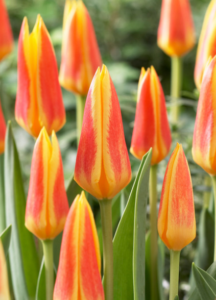 Tulip Giuseppe Verdi Variety ( Kaufmann tulip ) 3 bulbs