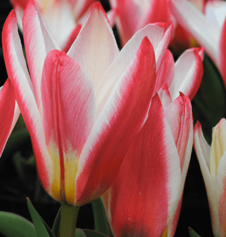 Tulip Heart'S Delight Variety ( Kaufmann tulip ) 3 bulbs