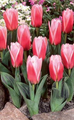 Tulip Heart'S Delight Variety ( Kaufmann tulip ) 3 bulbs