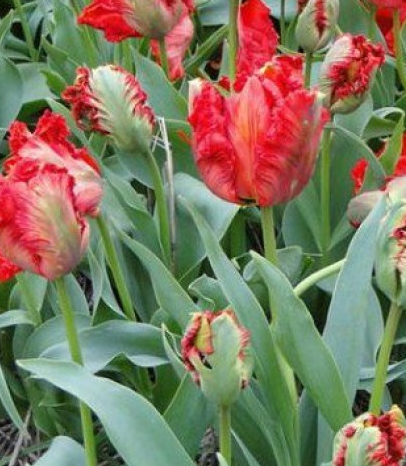 Tulip Exotic Parrot Variety ( Parrot tulip ) 3 bulbs