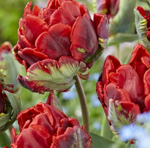 Tulip ROCOCO Variety ( Parrot tulip ) 3 bulbs