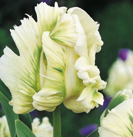 Tulip SUPER PARROT Variety ( Parrot tulip ) 3 bulbs