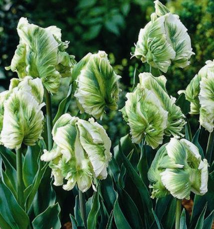 Tulip SUPER PARROT Variety ( Parrot tulip ) 3 bulbs