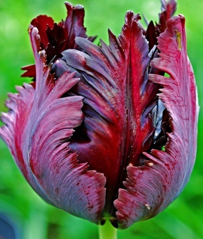 Tulip Black Parrot Variety ( Parrot tulip ) 3 bulbs