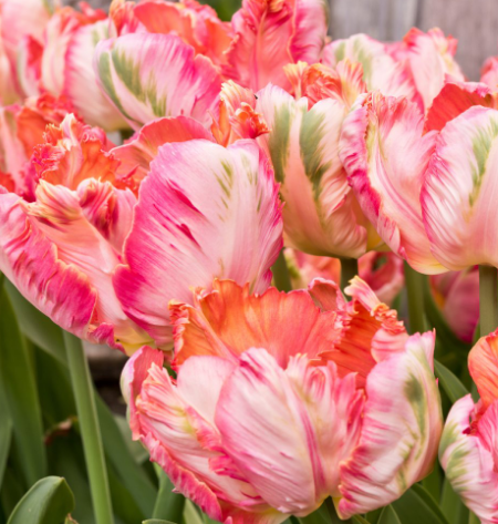 Tulip Apricot Parrot Variety ( Parrot tulip ) 3 bulbs