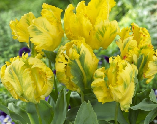 Tulip Texas Gold Variety ( Parrot tulip ) 3 bulbs