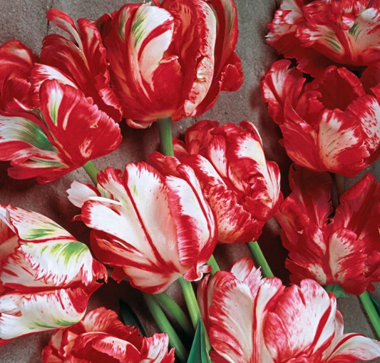 Tulip ESTELLA RIJNVELD Variety ( Parrot tulip ) 3 bulbs
