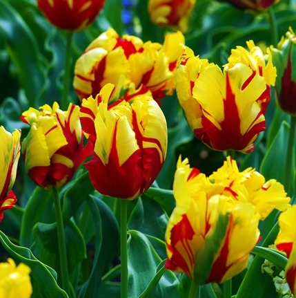 Tulip Texas Flame Variety ( Parrot tulip ) 3 bulbs