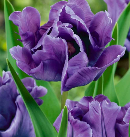 Tulip Blue Parrot Variety ( Parrot tulip ) 3 bulbs