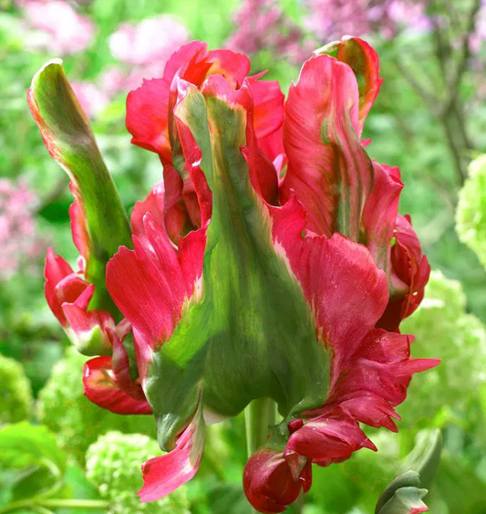 Tulip Red Wave Variety ( Parrot tulip ) 3 bulbs