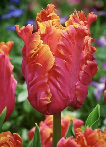 Tulip Amazing Parrot Variety ( Parrot tulip ) 3 bulbs