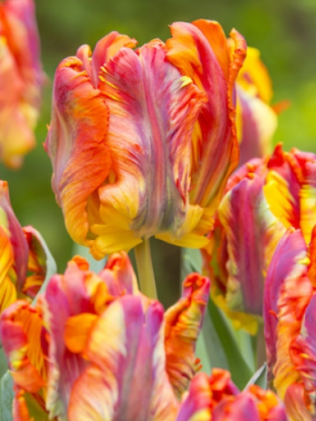 Tulip Rasta Parrot Variety ( Parrot tulip ) 3 bulbs
