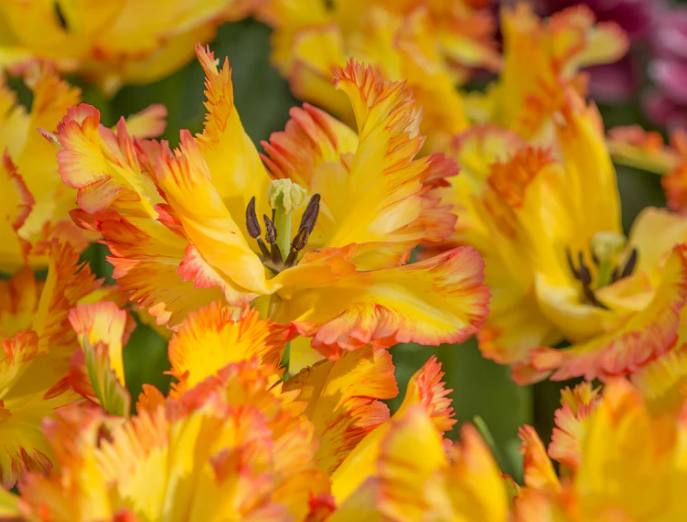 Tulip Carribean Parrot Variety ( Parrot tulip ) 3 bulbs
