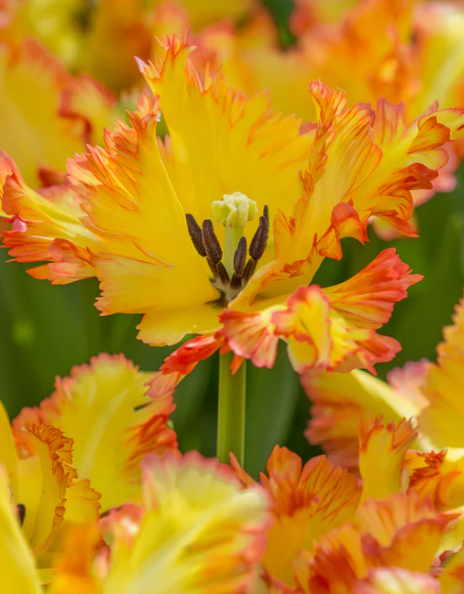 Tulip Carribean Parrot Variety ( Parrot tulip ) 3 bulbs
